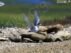 Foto "Regards de sterne sur les plages du Languedoc-Roussillon"