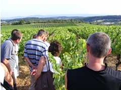 foto di Balade Vigneronne 