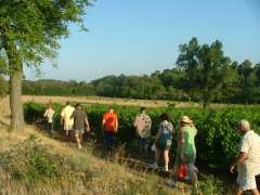 Foto Balade Vigneronne