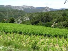 foto di Balades vigneronnes