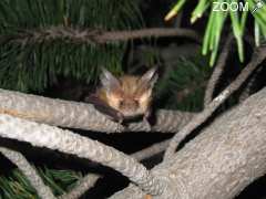 photo de Conférence "NON à la Processionnaire du Pin: OUI aux chauves-souris"